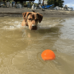 Dog Fetch Balls