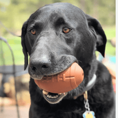 Dog Treat Dispensers