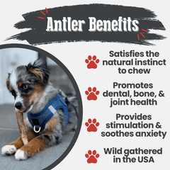 Elk Antler Dog Chews | All-Natural Whole and Split Elk Antler Chews for Dogs